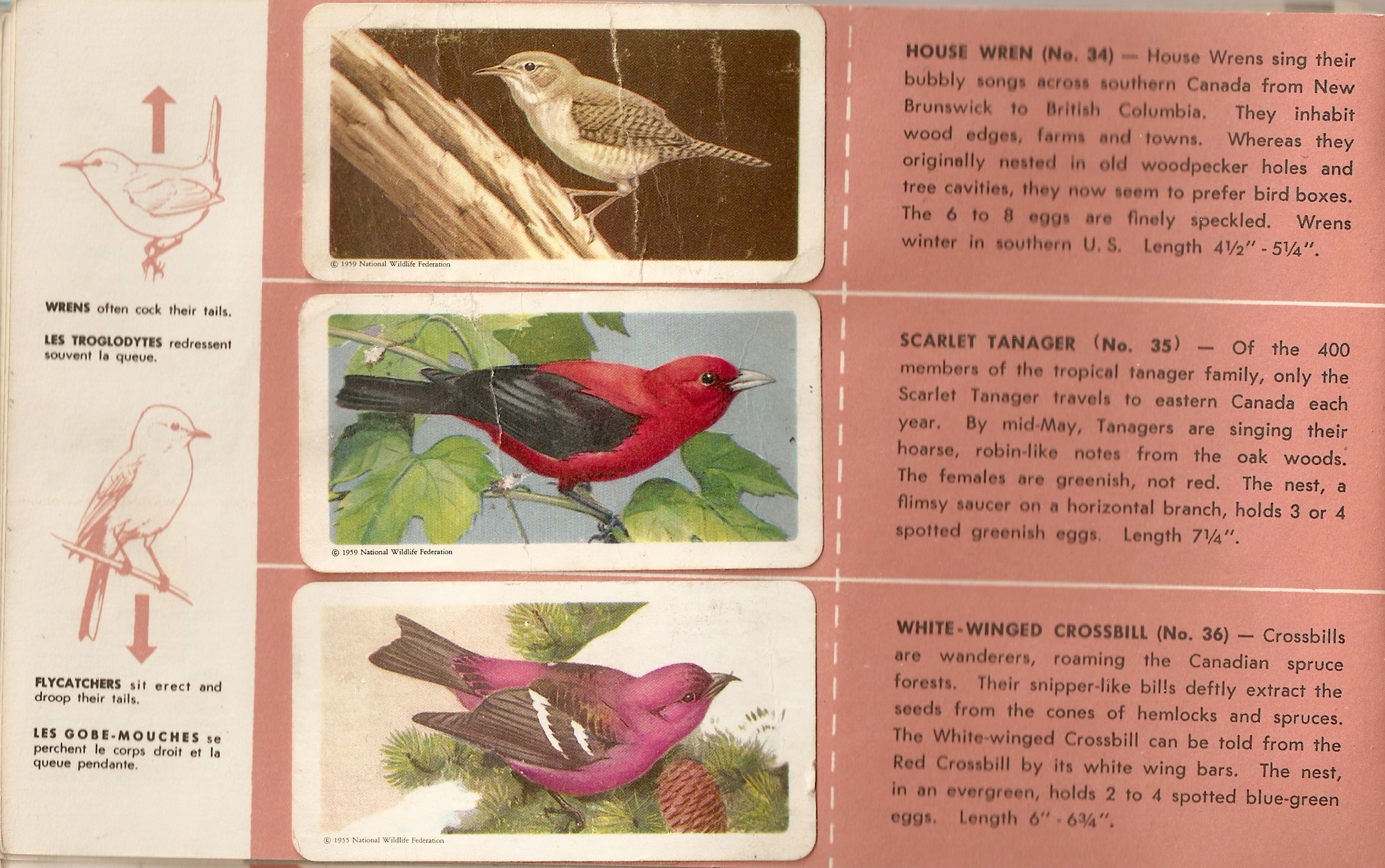 SERIES RED ROSE TEA CARD CANADIAN/AMERICAN SONGBIRDS BREWER`S BLACKBIRD